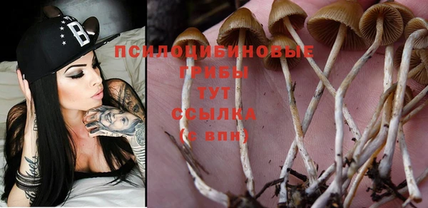 стаф Нефтекумск
